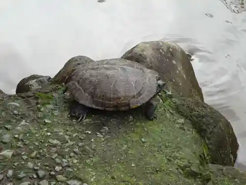 平塚八幡宮の動物