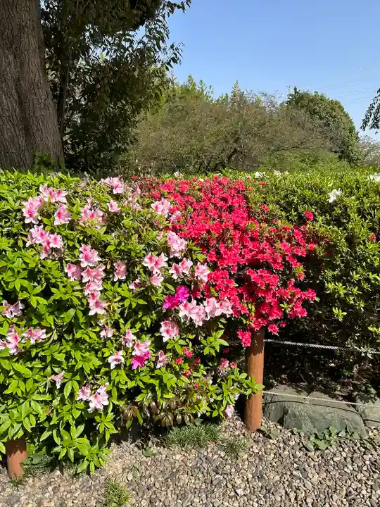 櫻木神社(千葉県)