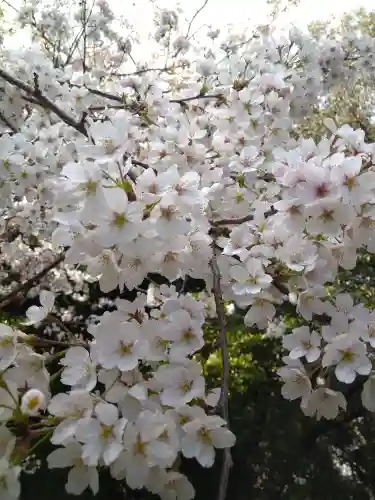 阿智神社の自然