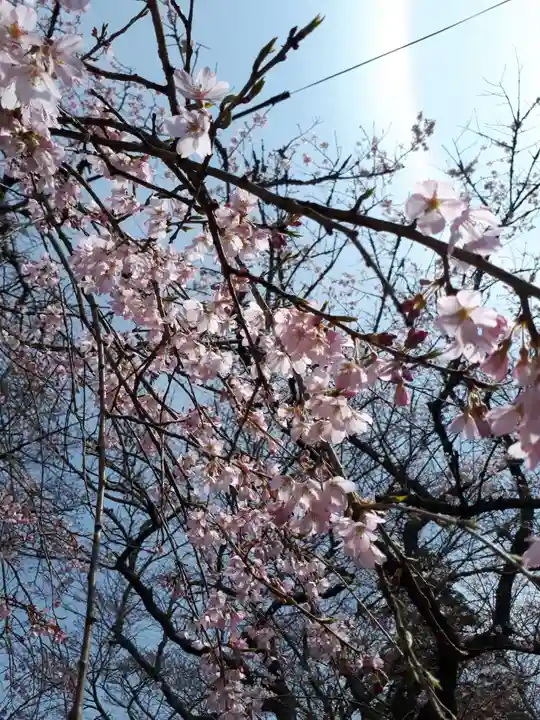 徳佐八幡宮の自然