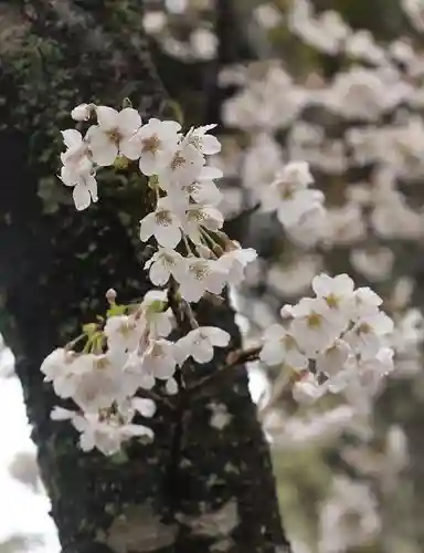 大原野神社の自然