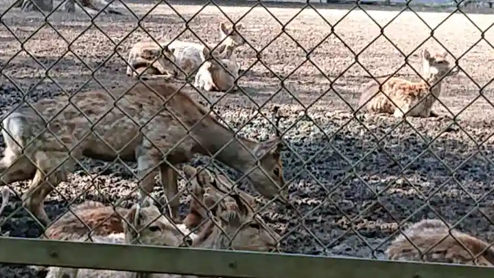 鹿島神宮の動物