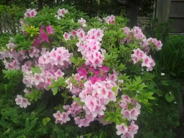 補陀落寺の自然