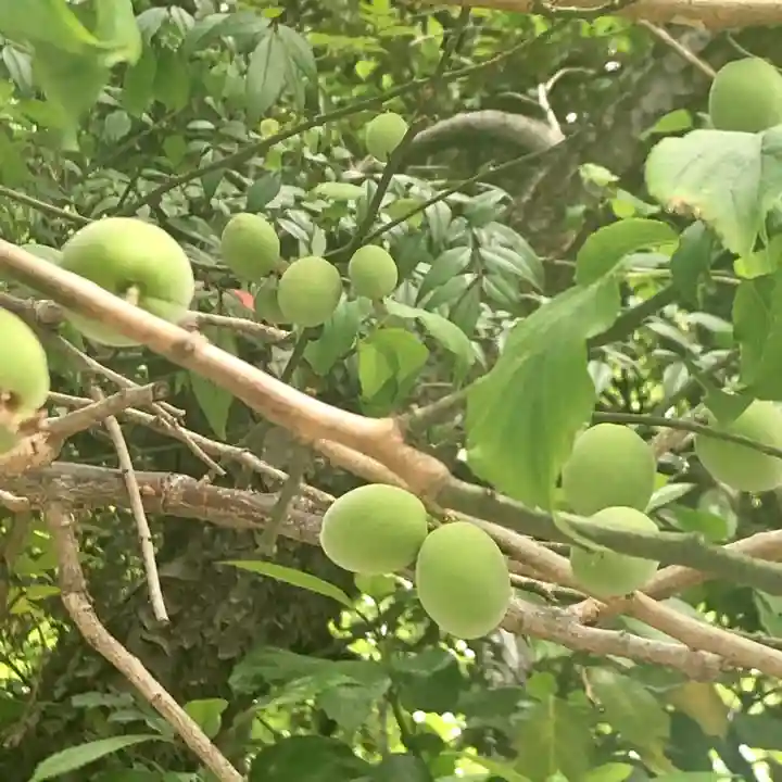 小金井神社の自然