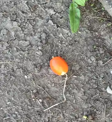 神服織機殿神社(皇大神宮所管社)の自然