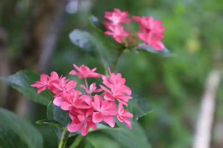 梅宮大社(京都府)