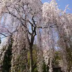 久遠寺の自然