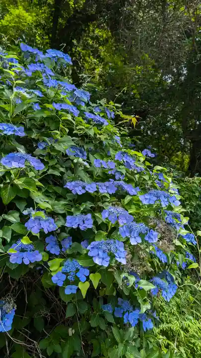 十輪寺(京都府)