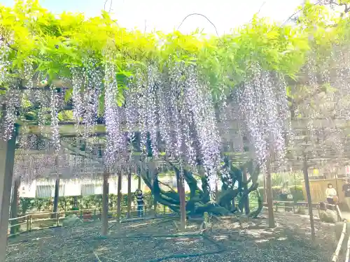 太巌寺（ふじの寺）(三重県)