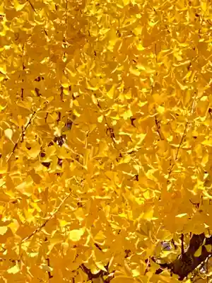 長建寺(京都府)