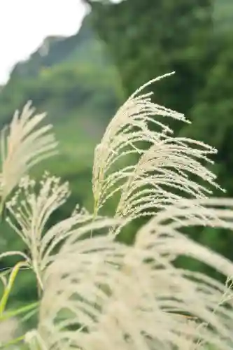 高龍神社(新潟県)