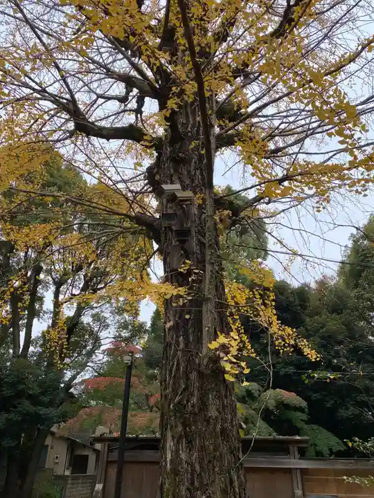 渋谷氷川神社の自然