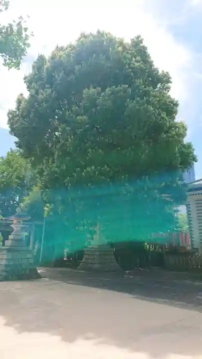 諏訪神社の自然