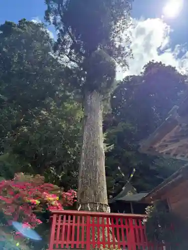 池神社の{uncategorized: "未分類", other: "その他", undefined: "問題あり", building: "その他建物", grave: "お墓", sacred_gate: "鳥居", guardian: "狛犬", statue: "像", buddha: "仏像", history: "歴史", nature: "自然", garden: "庭園", animal: "動物", pagoda: "塔", temizu: "手水舎", mountain_gate: "山門・神門", sanctuary: "本殿・本堂", subordinate: "末社・摂社", art: "芸術", scenery: "景色", jizo: "地蔵", ema: "絵馬", goshuin: "御朱印", omikuji: "おみくじ", items: "授与品その他", amulet: "お守り", goshuincho: "御朱印帳", eats: "食事", festival: "お祭り", votive_dance: "神楽", shichigosan: "七五三参", wedding: "結婚式", experience: "体験その他", initially: "初詣", around: "周辺", anti_infection: "感染症対策"}