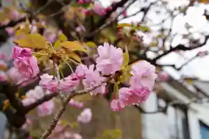 福王山 慈眼寺の自然(2023年04月10日(月) 13時16分50秒投稿)