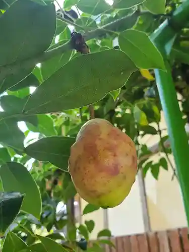 沙沙貴神社の自然