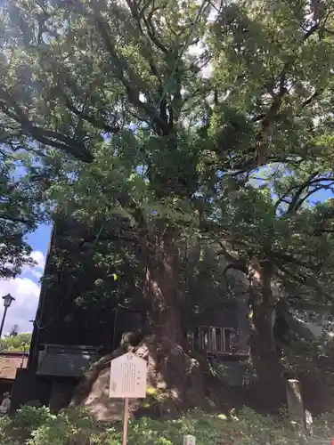 太宰府天満宮の自然