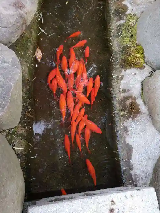 阿佐ヶ谷神明宮(東京都)
