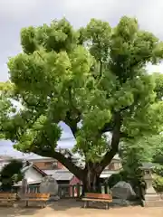 佐野八幡神社の自然