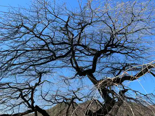 山家神社の自然