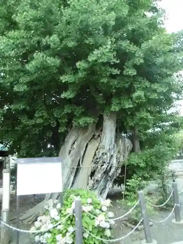 八幡宮の自然