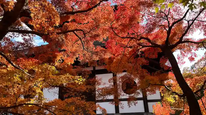 東福禅寺(東福寺)の自然