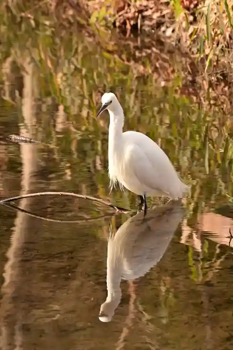 河合神社(鴨川合坐小社宅神社)(京都府)