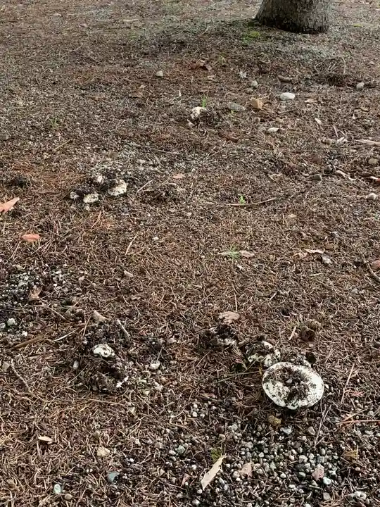 鹿島神社の自然