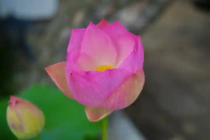 法源寺(山梨県)