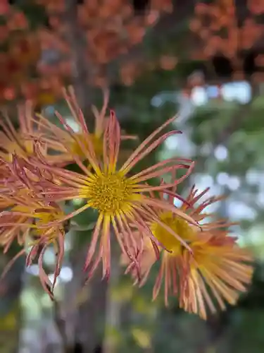 赤坂氷川神社(東京都)