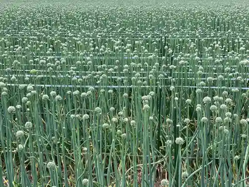 真言宗　善通寺派　薬王寺(香川県)