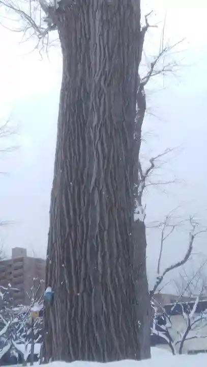 札幌神社の自然