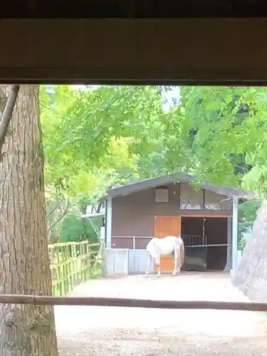 鹿児島神宮(鹿児島県)