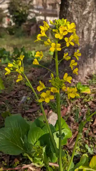 平野神社(京都府)