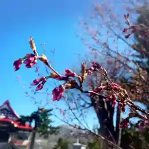 仁玄寺の自然(2021年04月20日(火) 14時32分06秒投稿)