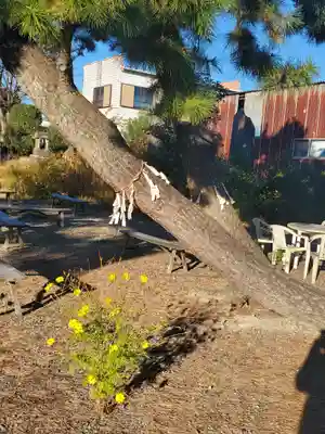 佐谷田神社の自然
