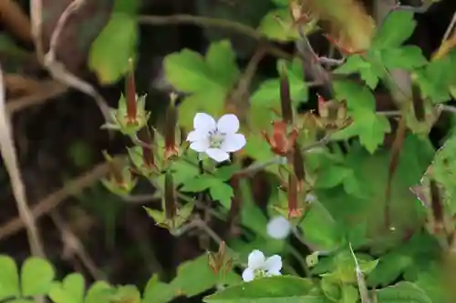 大六天麻王神社の自然