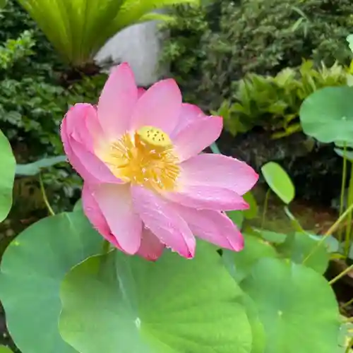 伊勢の国 四天王寺の自然