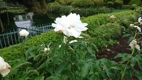 箭弓稲荷神社の自然