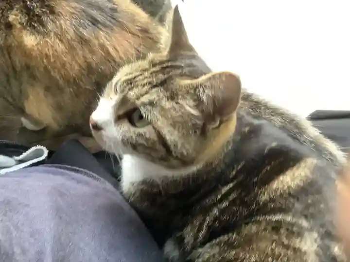 玉野御嶽神社の動物