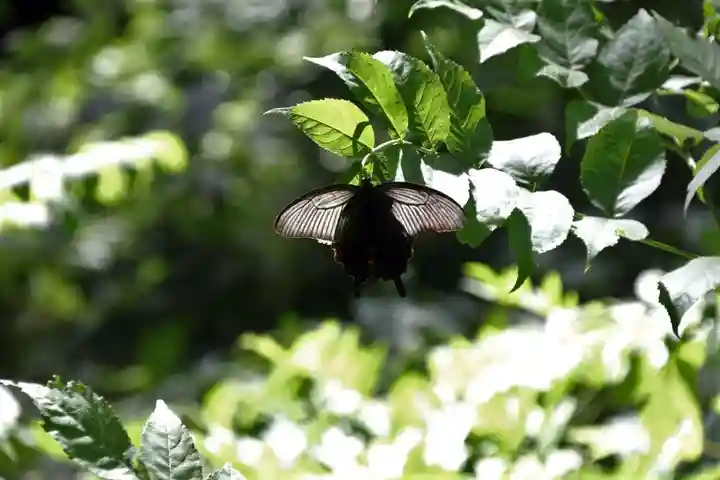 鹿島大神宮の自然
