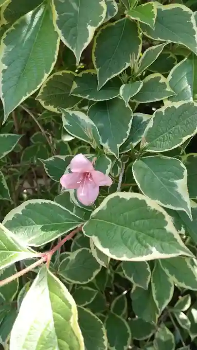 蔵前神社(東京都)