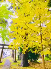 岡見八坂神社の鳥居