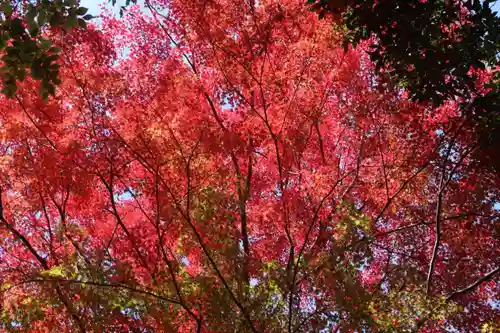 日吉神社の自然