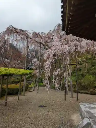 善峯寺(京都府)