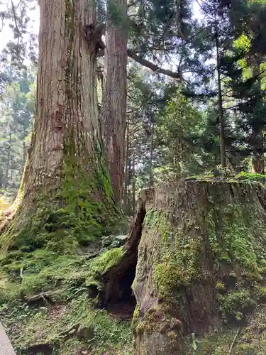 高野山金剛峯寺奥の院(和歌山県)