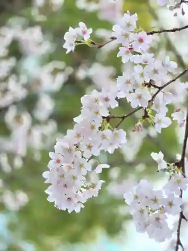 阿佐ヶ谷神明宮(東京都)