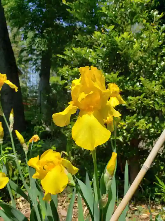 鷺宮八幡神社(東京都)