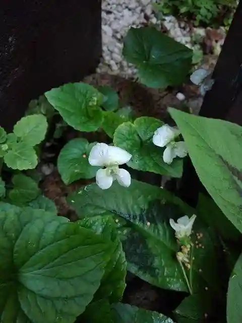 於三稲荷神社の庭園