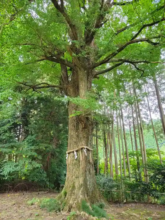 國吉神社(千葉県)